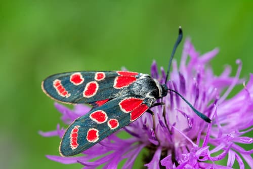 Crepuscular Burnet