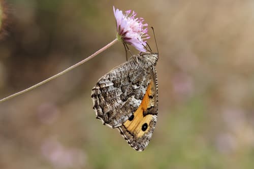 Cretan Grayling