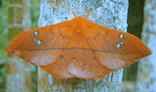 Cricula Silkmoth