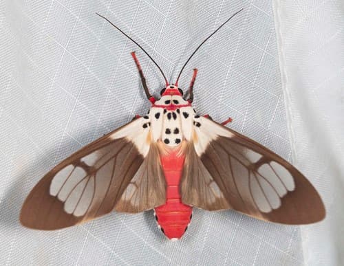 Polka-Dot Wasp Moth