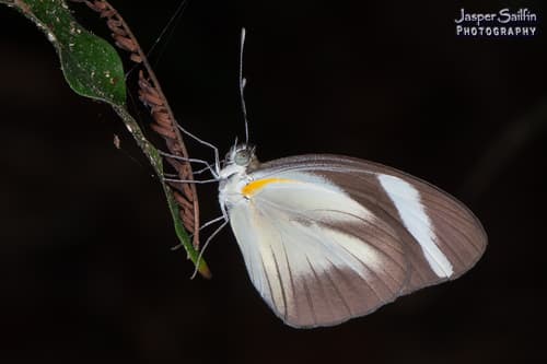 Cross-barred White