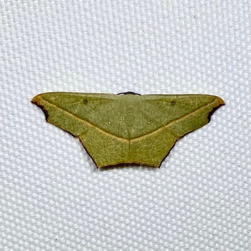 Cross-line Wave Moth