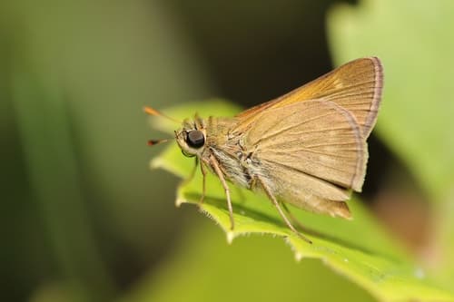 Crossline Skipper