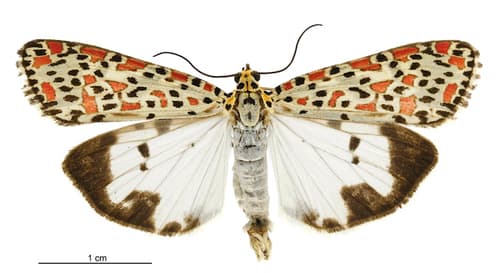 Crotalaria moth