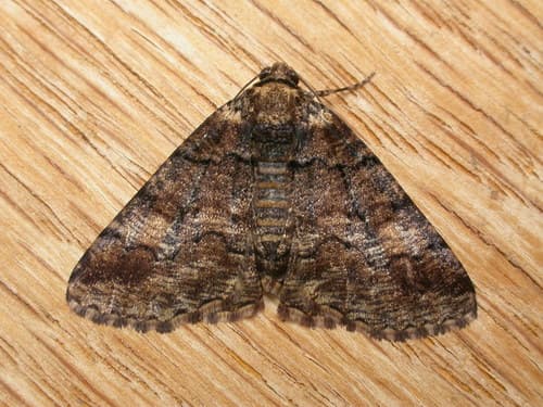 The Beautiful Grey Moth