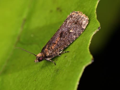 Cryptaspasma querula
