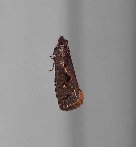 Cryptaspasma sordida