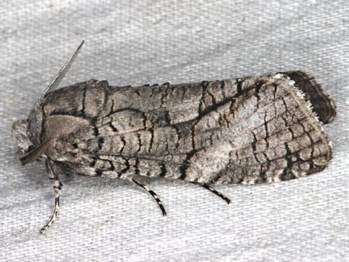 Australian Carpenter Moth