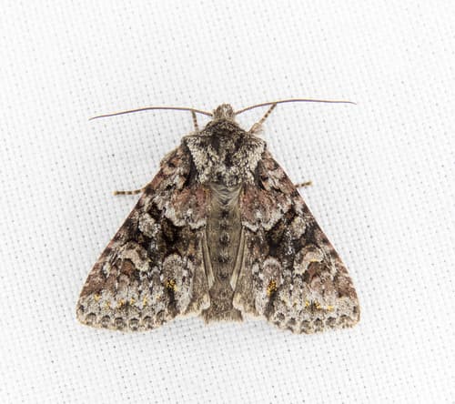Cuneate Arches Moth
