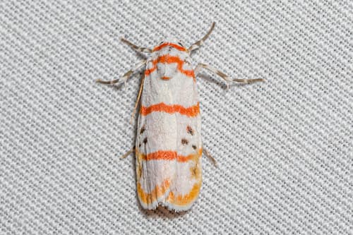 Cyana quadrinotata