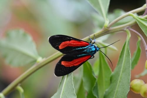 Bella Cyanopepla Moth