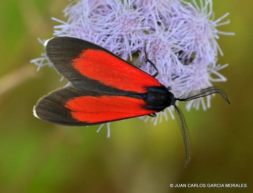 Cyanopepla griseldis