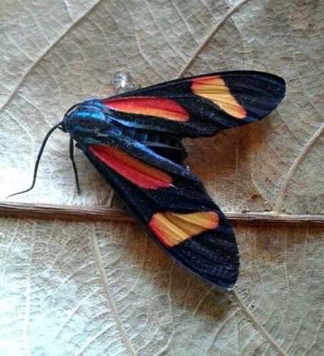 Cyanopepla submacula