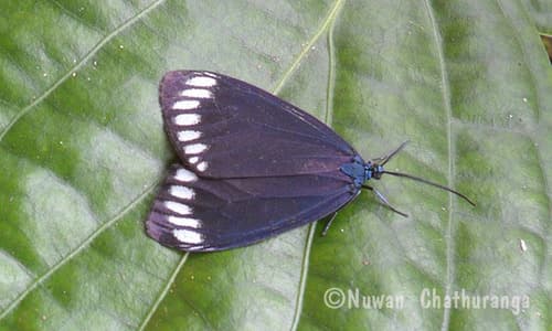 Panthona Forester Moth