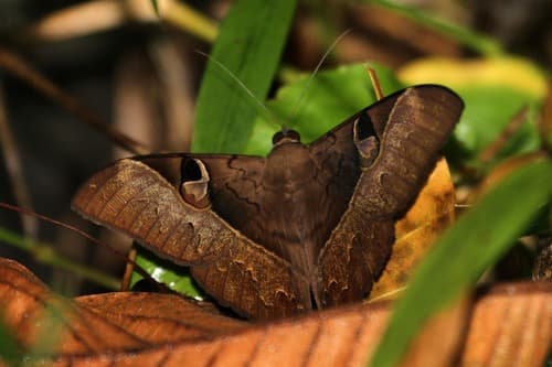 Fluctuosa Owlet Moth