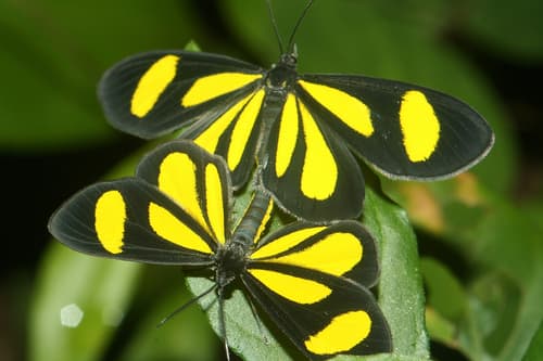 Yellow-banded Geometer Moth