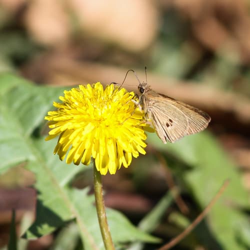 Three-spotted Skipper