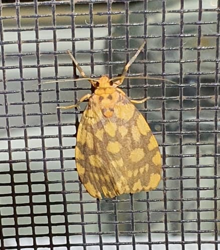 Four-lined Footman Moth