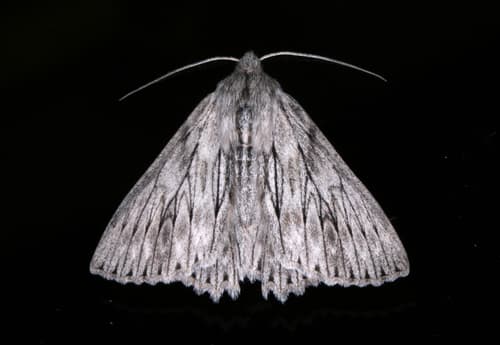 Wilson's Cyneoterpna