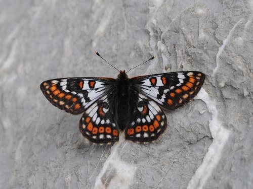 Cynthia's Fritillary