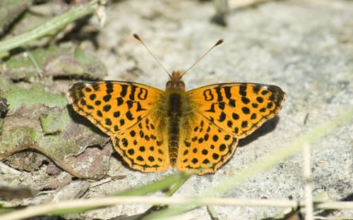Cytheris Fritillary