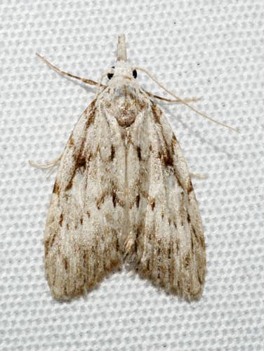 Dagger Tuft-Moth