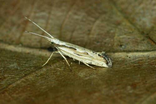 Dame's Rocket Moth