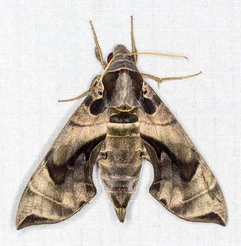 Placid Daphnis Hawkmoth