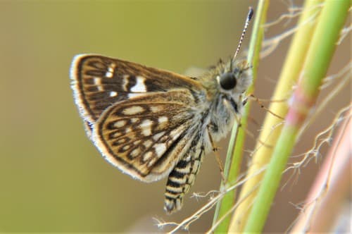 Dardaris Skipperling