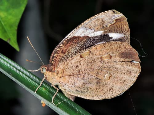 Daring Owl-Butterfly