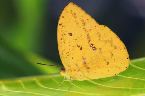 Dark Apricot Sulphur