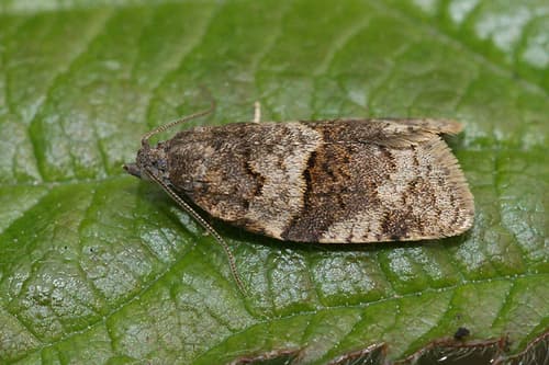 Dark-barred Tortrix