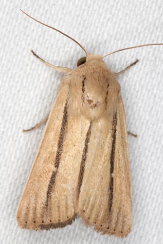 Dark-barred Wainscot