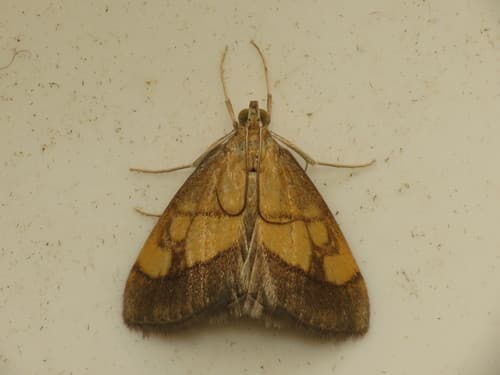 Dark Bordered Pearl