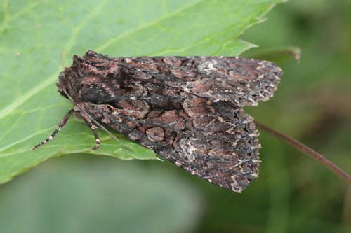 Dark Brocade