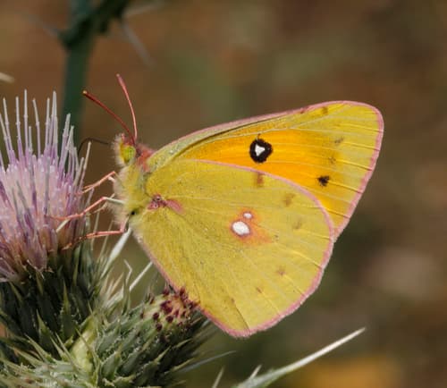 Dark Clouded Yellow