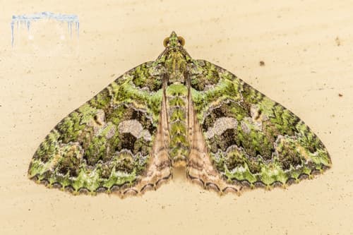 Dark Coprosma Carpet