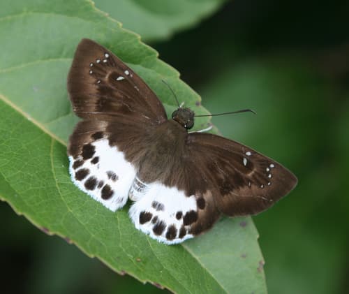 Dark-edged Snow Flat