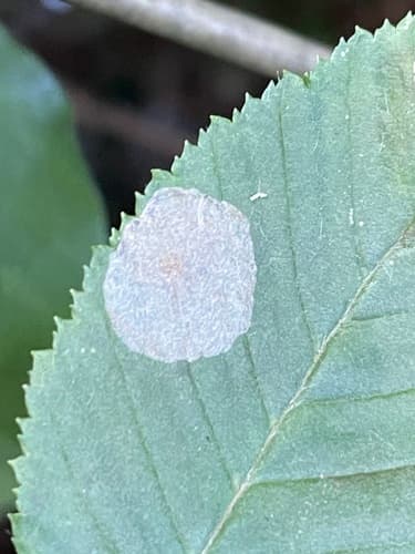 Dark Hornbeam Midget