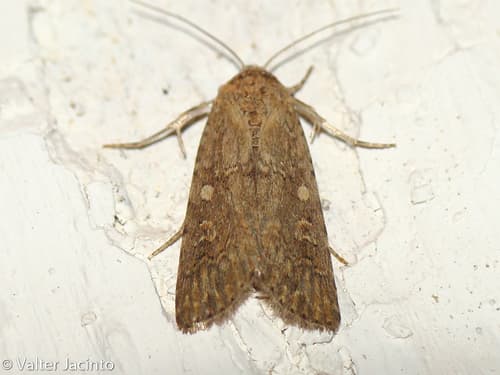 Dark Mottled Willow