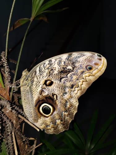 Dark Owl-Butterfly