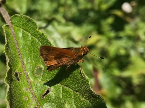Dark-patched Skipper