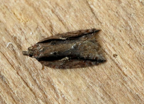 Dark-streaked Button