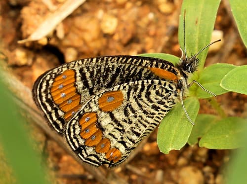 Dark Webbed Ringlet