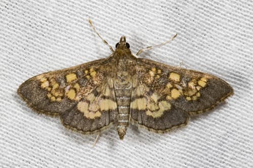 Darker Diacme Moth