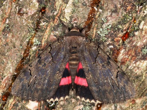 Darling Underwing