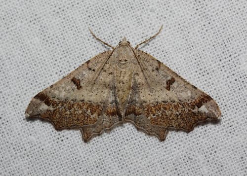 Dashed Geometrid