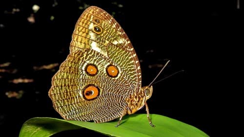 Creusa Owl-Butterfly