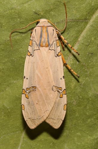 Davis' Tussock Moth