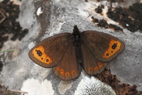 de Prunner's Ringlet